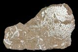 Ordovician Bryozoans (Chasmatopora) Plate - Estonia #73467-1